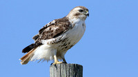 Red-tailed Hawk