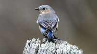 Bluebird