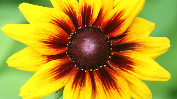Yellow and Red Black Eyed Susan