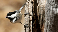 Black-capped Chickadee