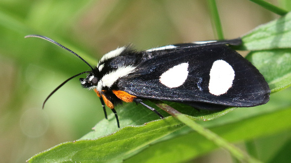 Eight-spotted Forester moth