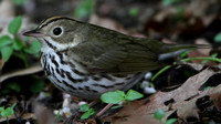 Ovenbird