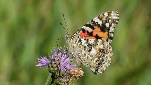 Painted Lady