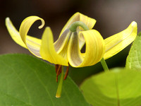 Trout Lily