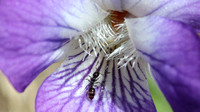 Ant Visiting Northern Downy Violet