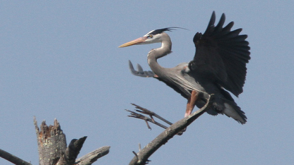 Great Blue Heron