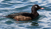 White-winged Scoter