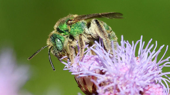 Golden Green Sweat Bee