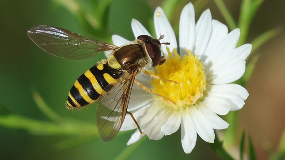 Syrphus sp. fly