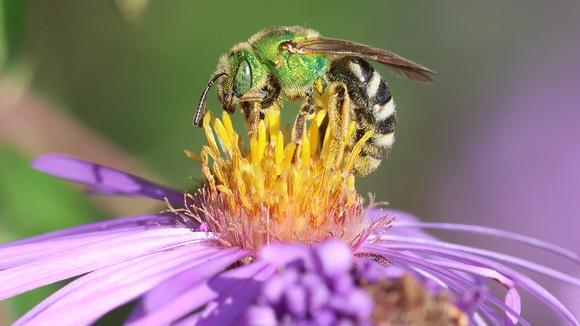 Bi-colored Striped Sweat Bee