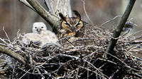 Great Horned Owl with Chick