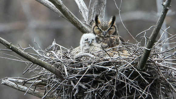 Great Horned Owl with Chick