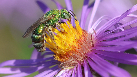 Pure Gold-Green Sweat Bee