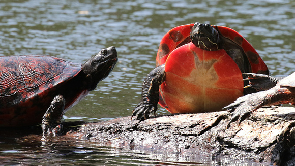 Northern Red-bellied Cooters