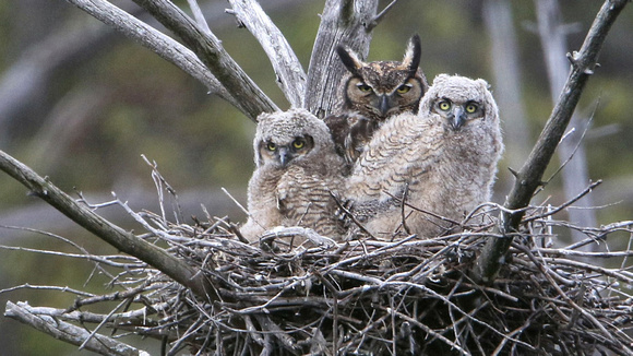 Great horned Owls