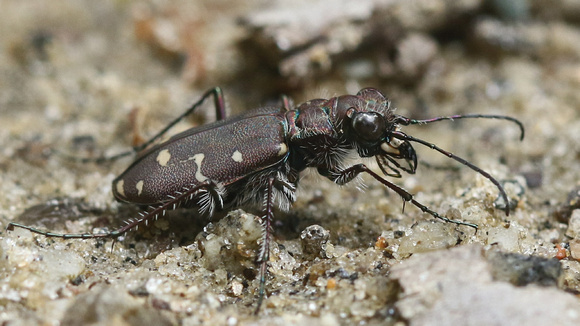Twelve-spotted TIger Beetle