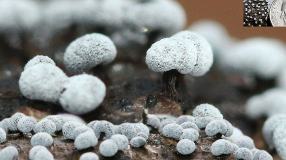 Fruiting Bodies of a Slime Mold