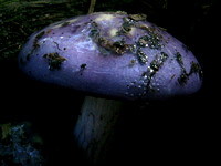 Viscid Purple Cort