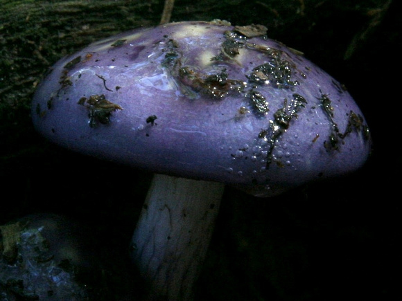 Viscid Purple Cort