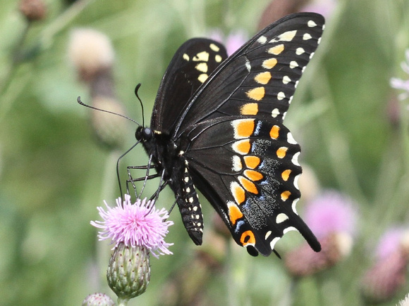 Eastern Black Swallowtail, male