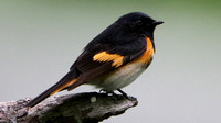 American Redstart