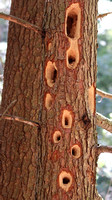 Pileated Holes