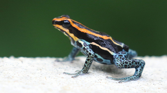 Amazonian Poison Dart Frog