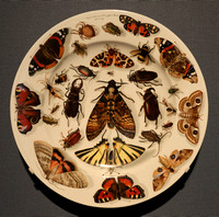 Plate decorated with Moths and Butterflies