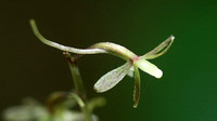 Crane-fly Orchid