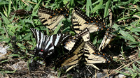 Puddling Swallowtails