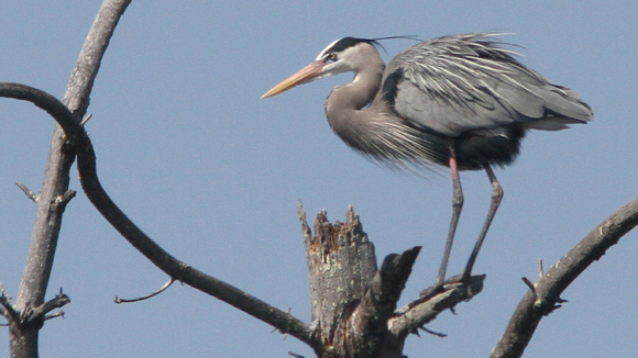 Great Blue Heron