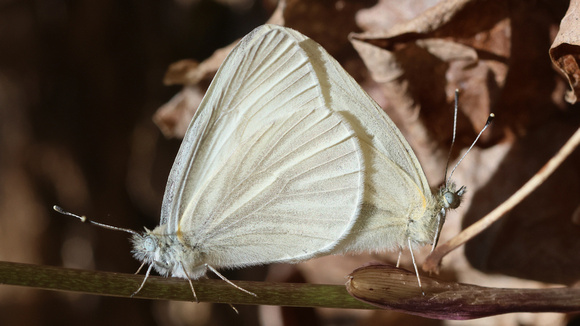 West Virginia White