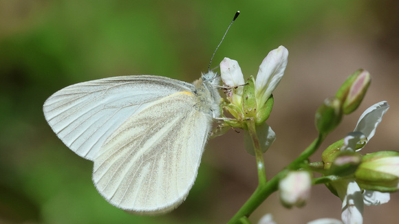 West Virginia White