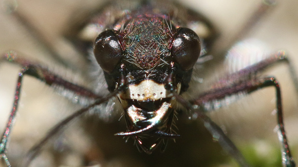 Twelve-spotted TIger Beetle