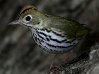 Ovenbird