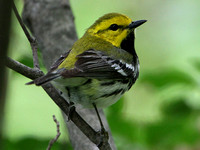 Black-throated Green Warbler