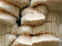 Tooth Fungus
