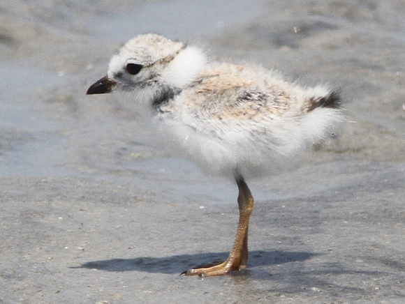 Piping Plover, chick