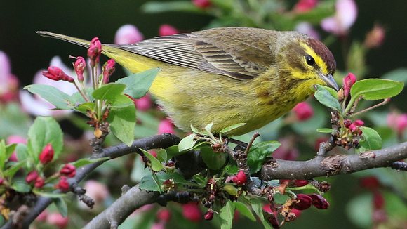 Palm Warbler