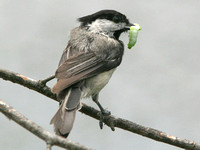 Black-capped Chickadee