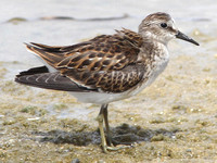 Least Sandpiper