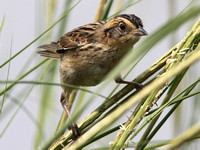 Saltmarsh Sparrow