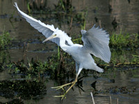 Little Blue Heron