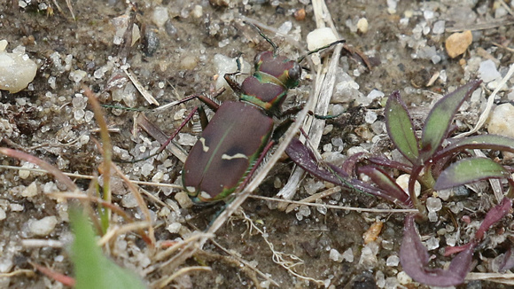 Purple Tiger Beetles