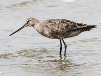 Hudsonian Godwit