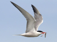 Common Tern