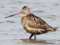 Marbled Godwit