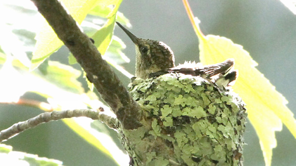 Ruby-throated Hummingbird Chick