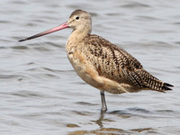 Marbled Godwit