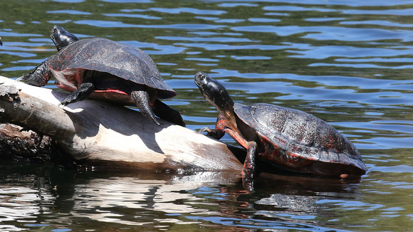 Red-bellied Cooters